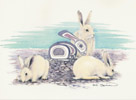 Bunny